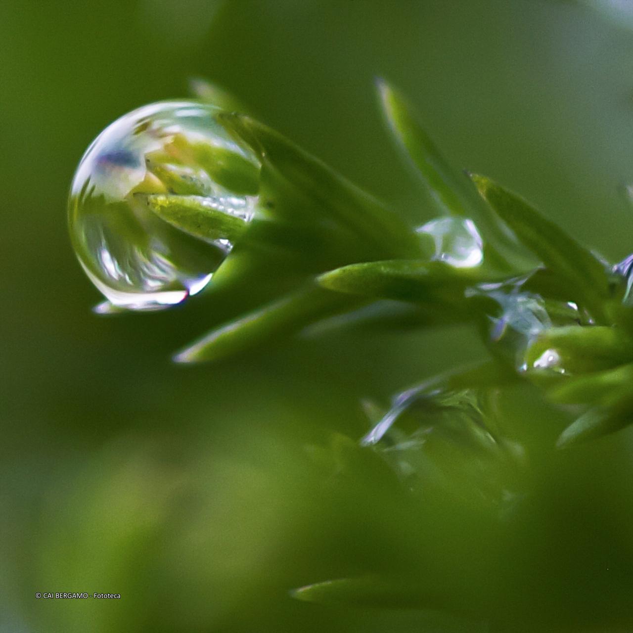 "Nel bosco dopo la pioggia" -  Segnalato in "L'acqua in tutte le sue forme"