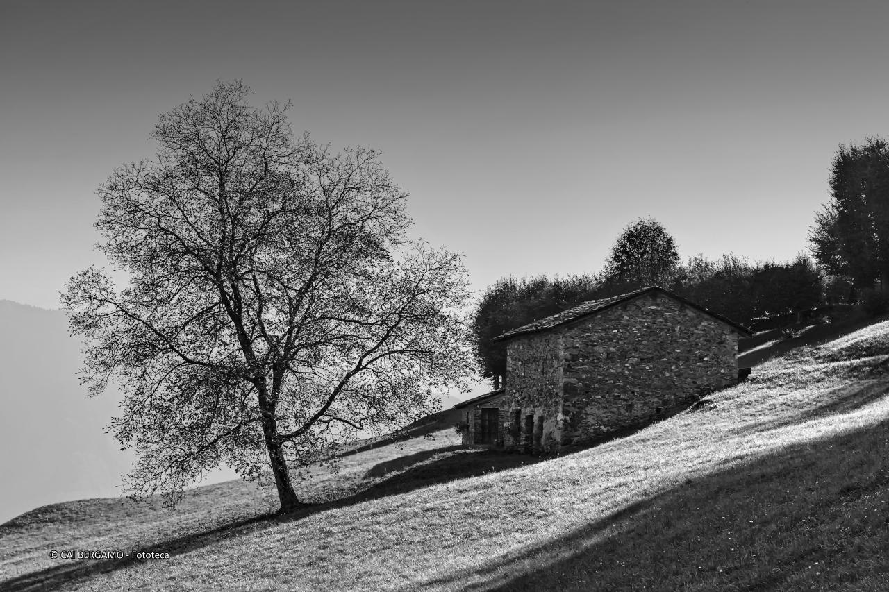 "La baita e l'albero" -   Segnalato in "Bianco e nero"