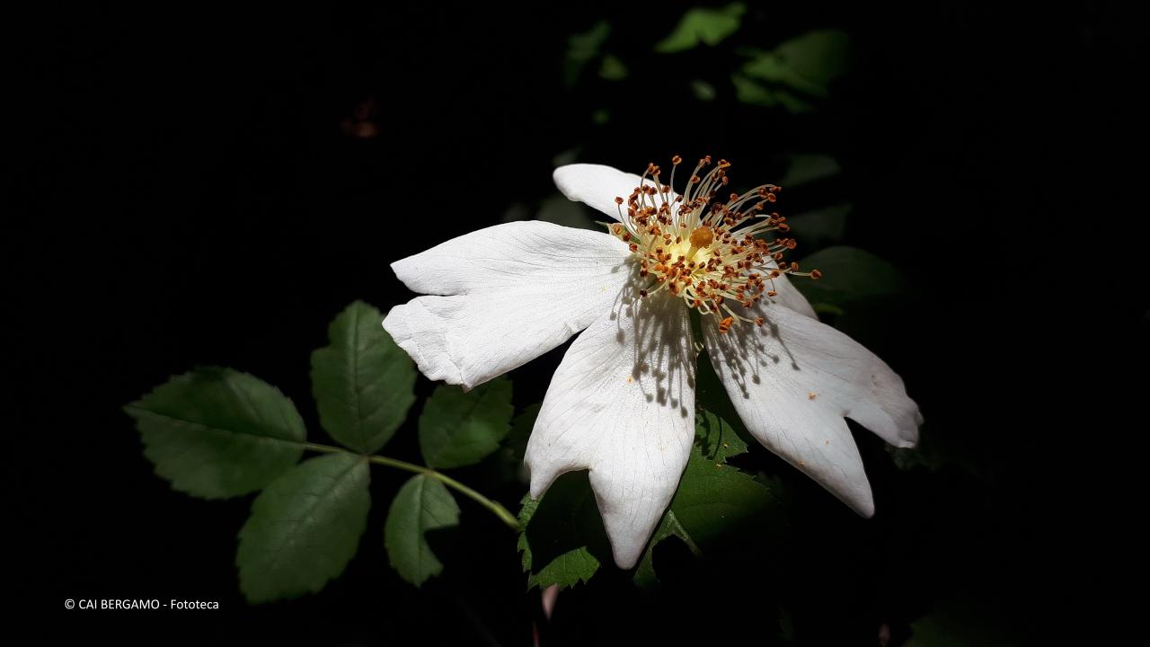 "Rosa canina" -  1° classificato in "Flora"