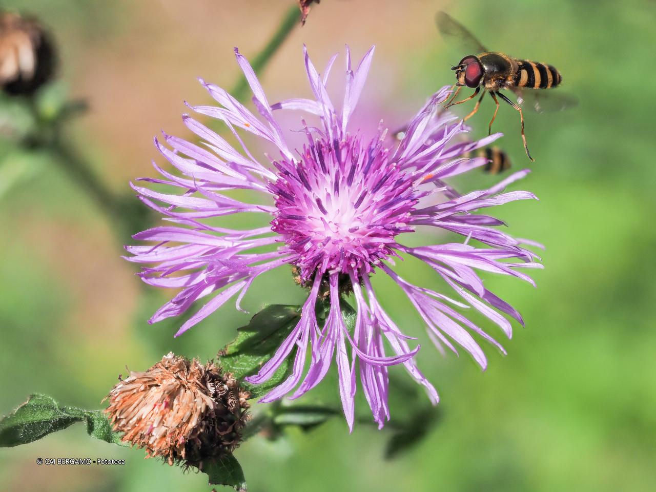 "Attratto dalla bellezza della natura" - segnalato in "Flora"