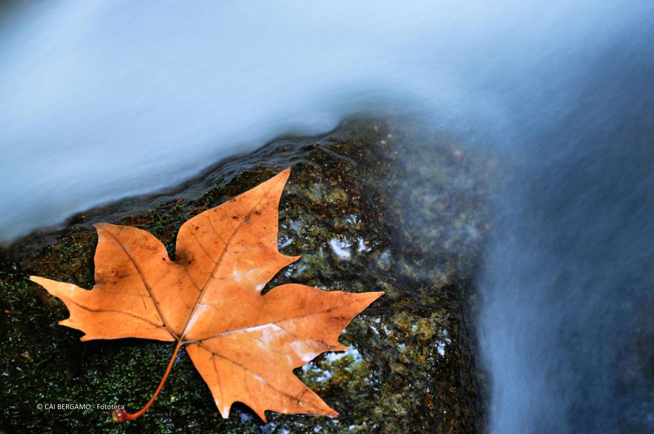 "L'autunno è arrivato" - segnalato in "Flora"