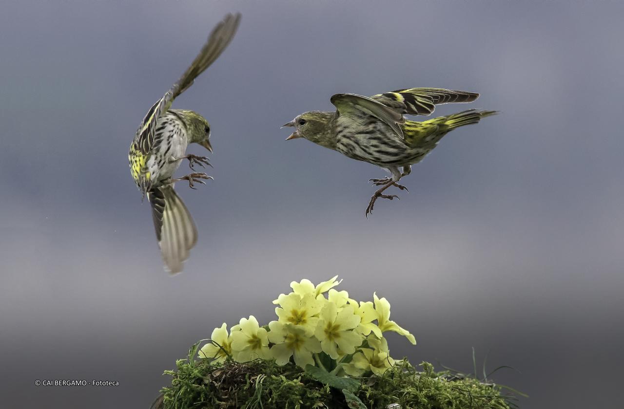 "Duello in quota" - segnalato in "Fauna"