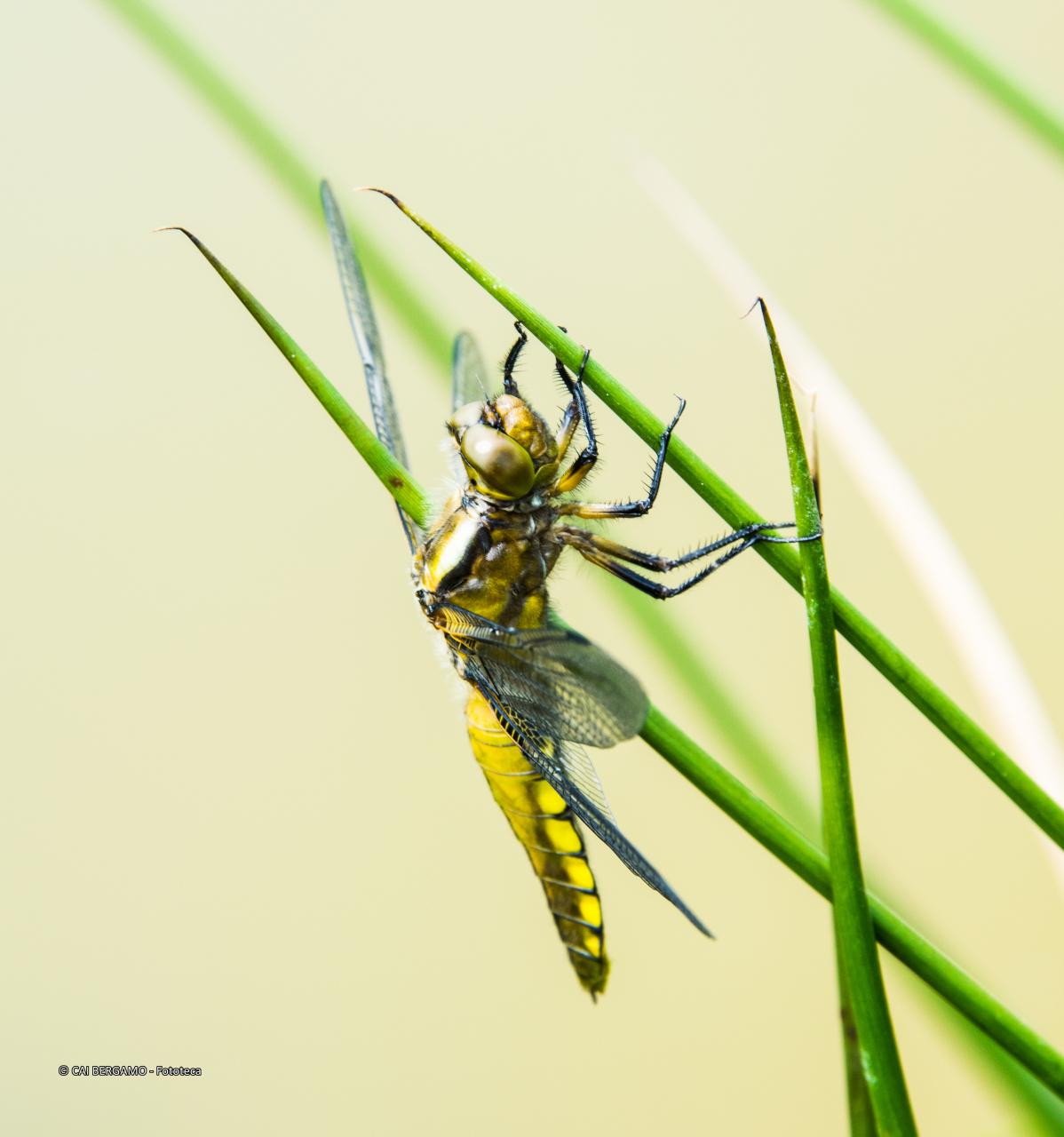 "Libellula" segnalato in "Fauna"