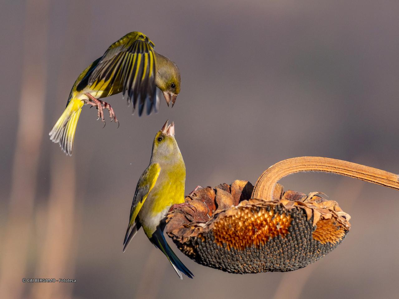 "Litigio tra Verdoni" - Vincitore Assoluto