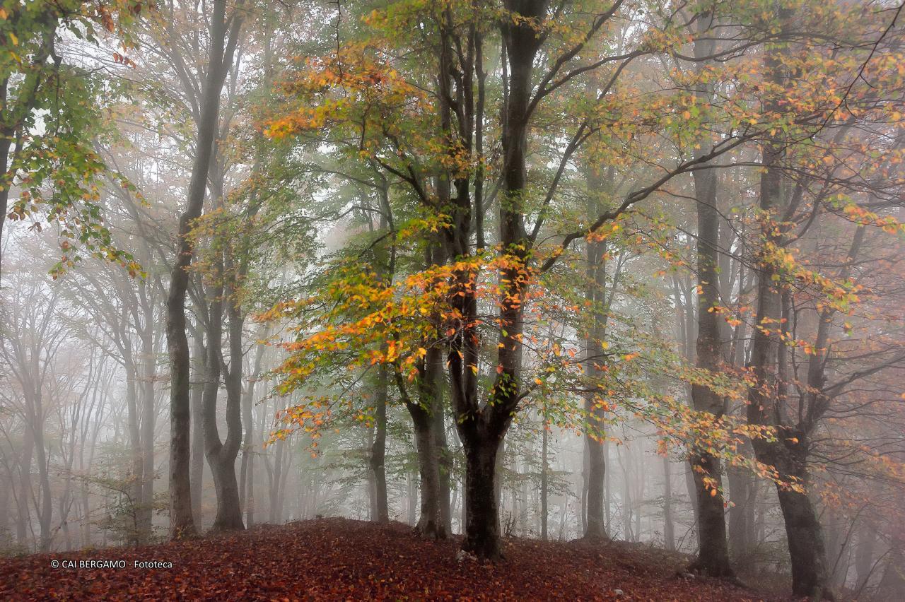 "Nel Bosco" - 1° classificato in "Ambienti Montani"