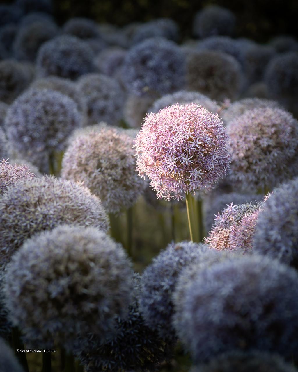 "Segui la luce" - 1° classificato in "Flora"