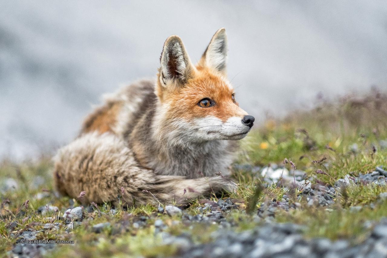 "Foxy" - segnalato in "Fauna"