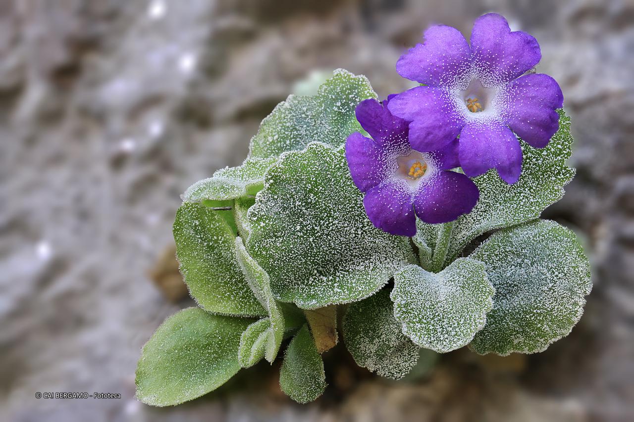 "Primula Albensis" - 1° classificato in "Flora"