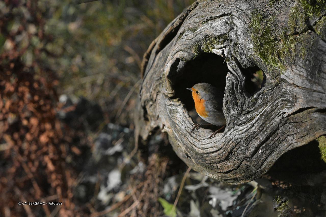 "Sbuco dal buco" - 1° classificato in "Fauna"