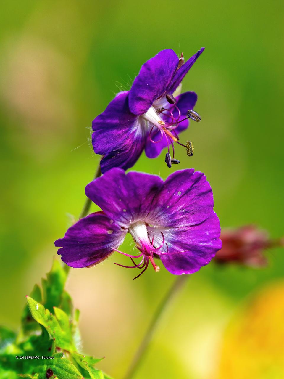 "Geranio selvatico (geranium wallichianum)" - segnalato in "Flora"