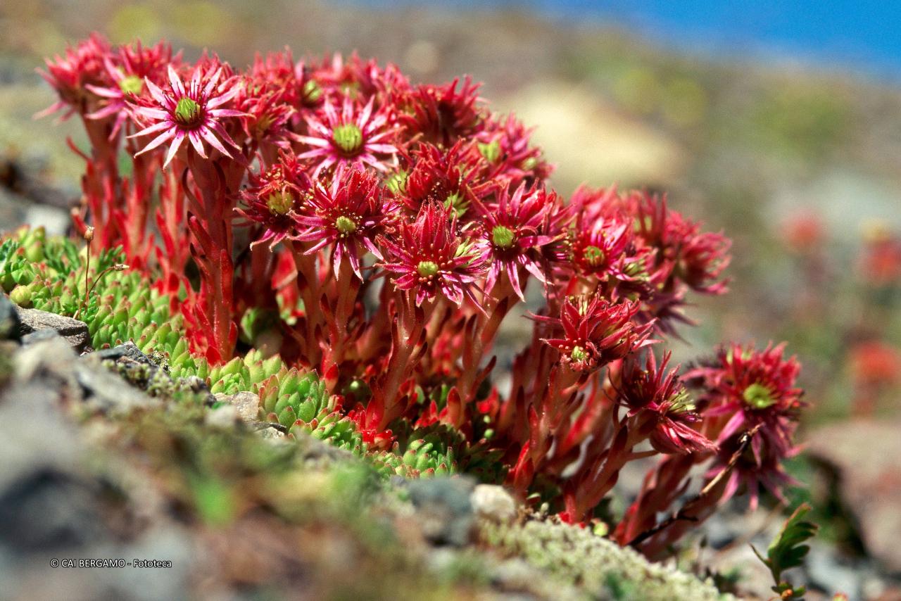 "Semprevivo montano - Passo Stelvio" - segnalato in "Flora"