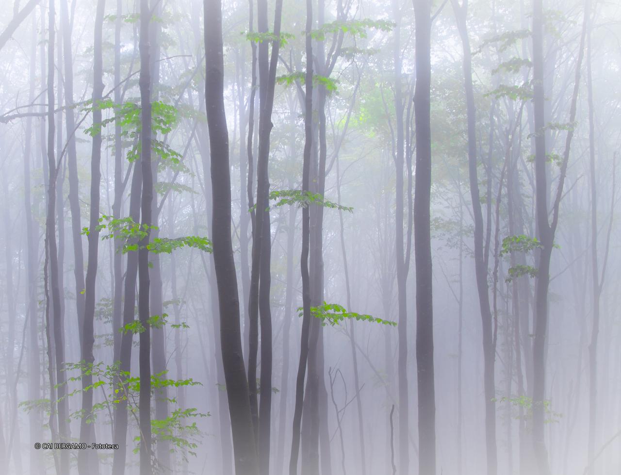 "Faggi nella nebbia" - segnalato in "Flora"