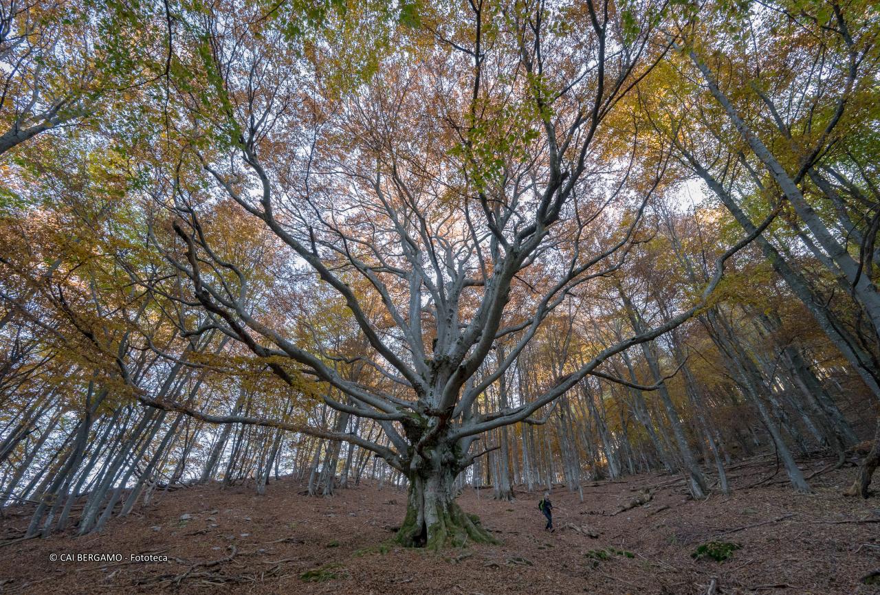 "Il Fo di Valmana" - segnalato in "Ambienti montani" - Faggio detto Fo o Foo