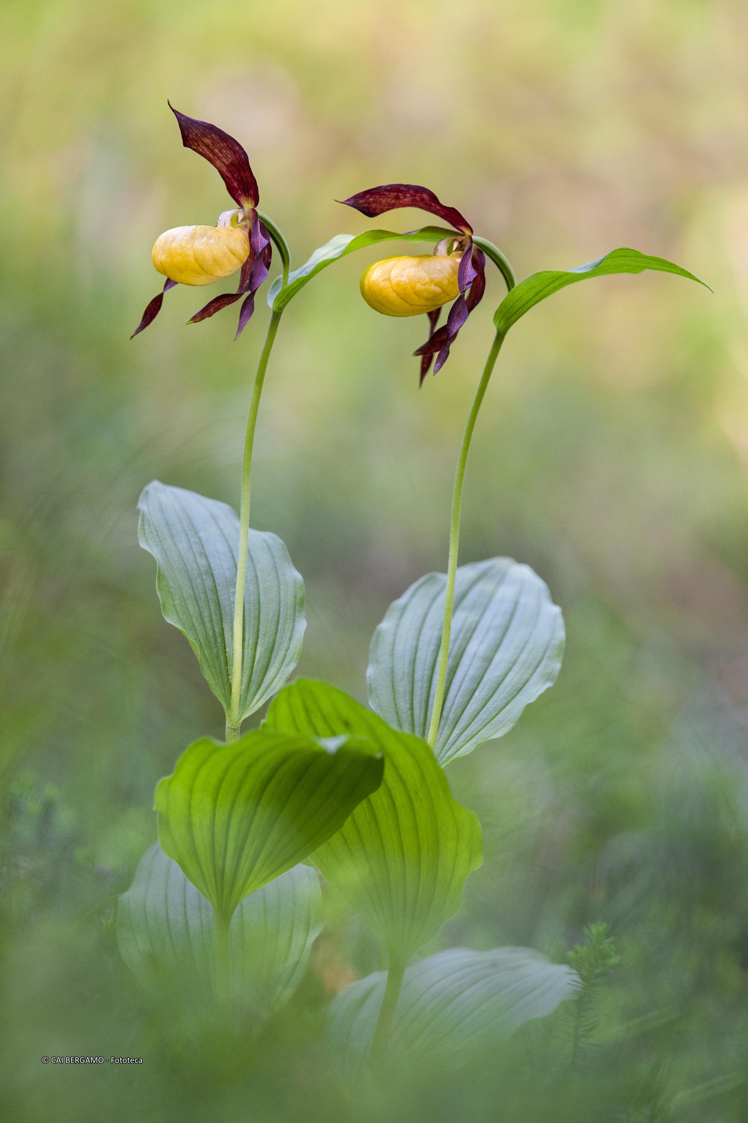 "Cypripedium calceolus nei colori del sottobosco" - detta scarpetta di Venere - Vincitore assoluto