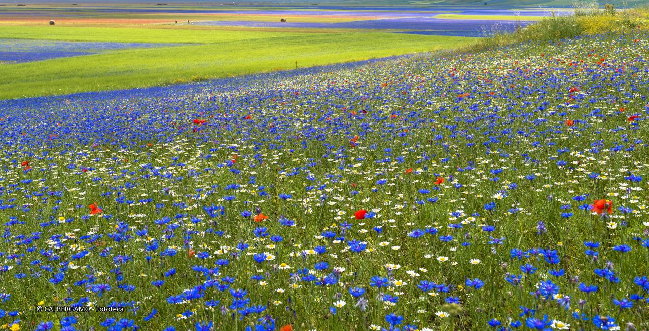 "Castelluccio di Norcia fioritura estiva al Pian Grande" - 1° classificato in "Ambienti Montani"