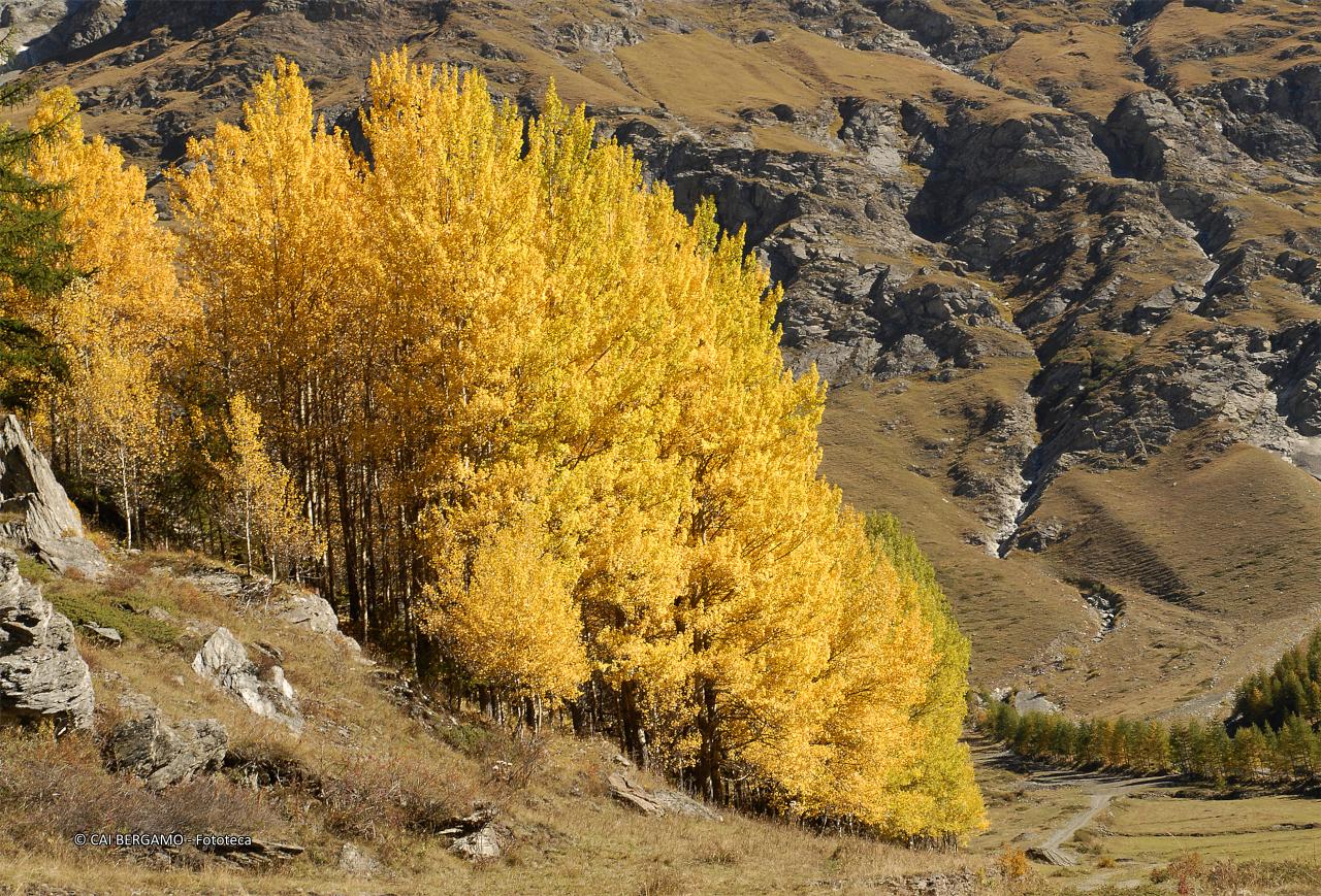 "Autunno in Val di Rhemes" - segnalato in "Ambienti Montani" - Lussureggianti betulle nella versione gialla autunnale