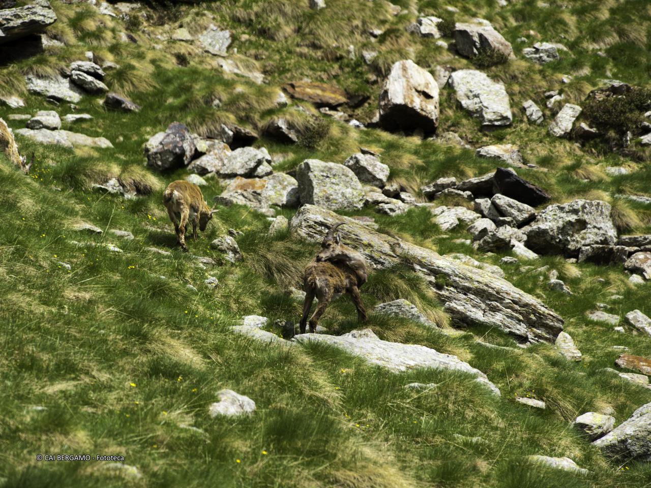 "Fauna in Val Canè" - segnalato in "Flora e Fauna" - Giovani Stambecchi