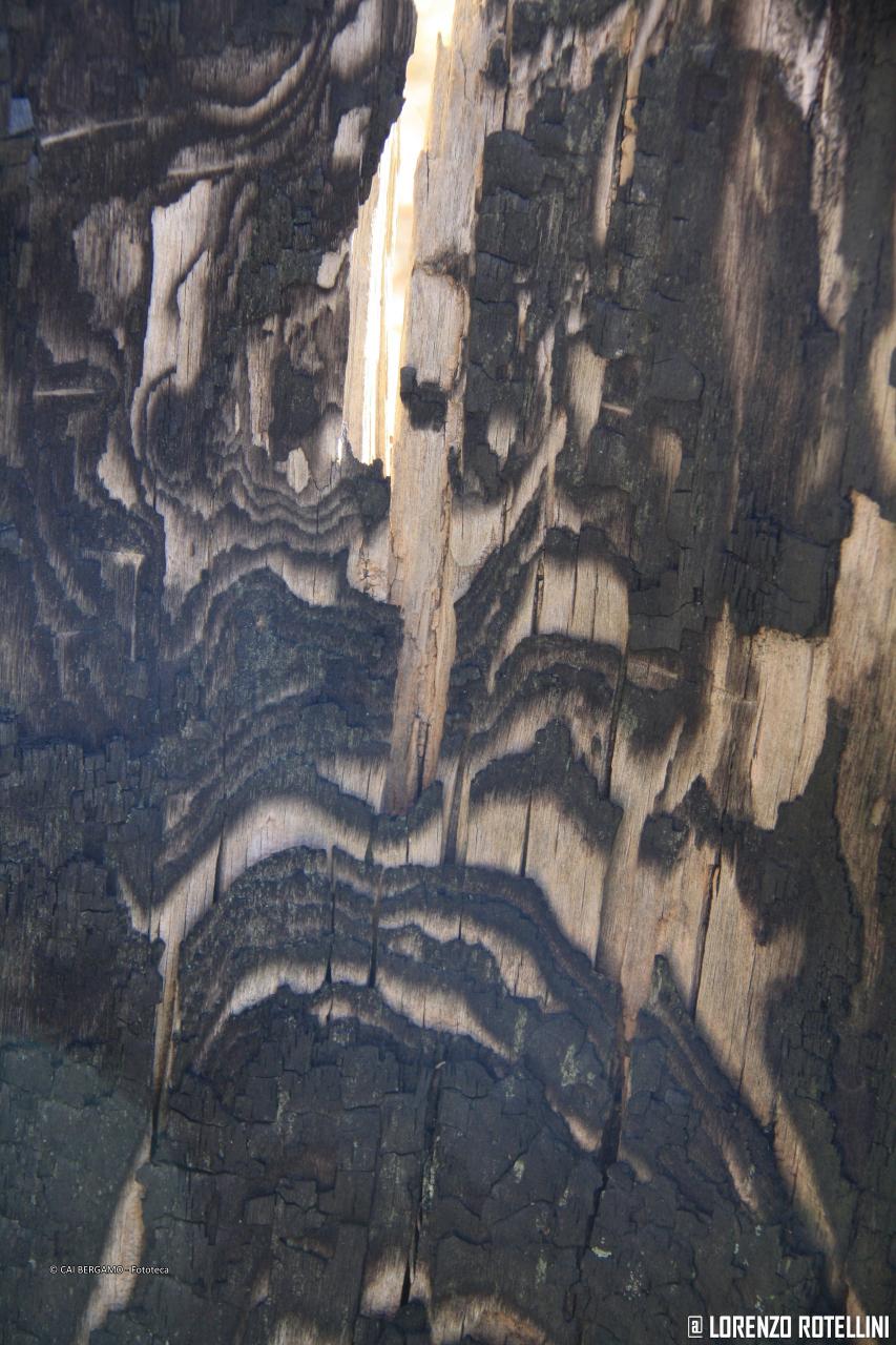 "Tronco damascato" - segnalato in "Flora e Fauna"