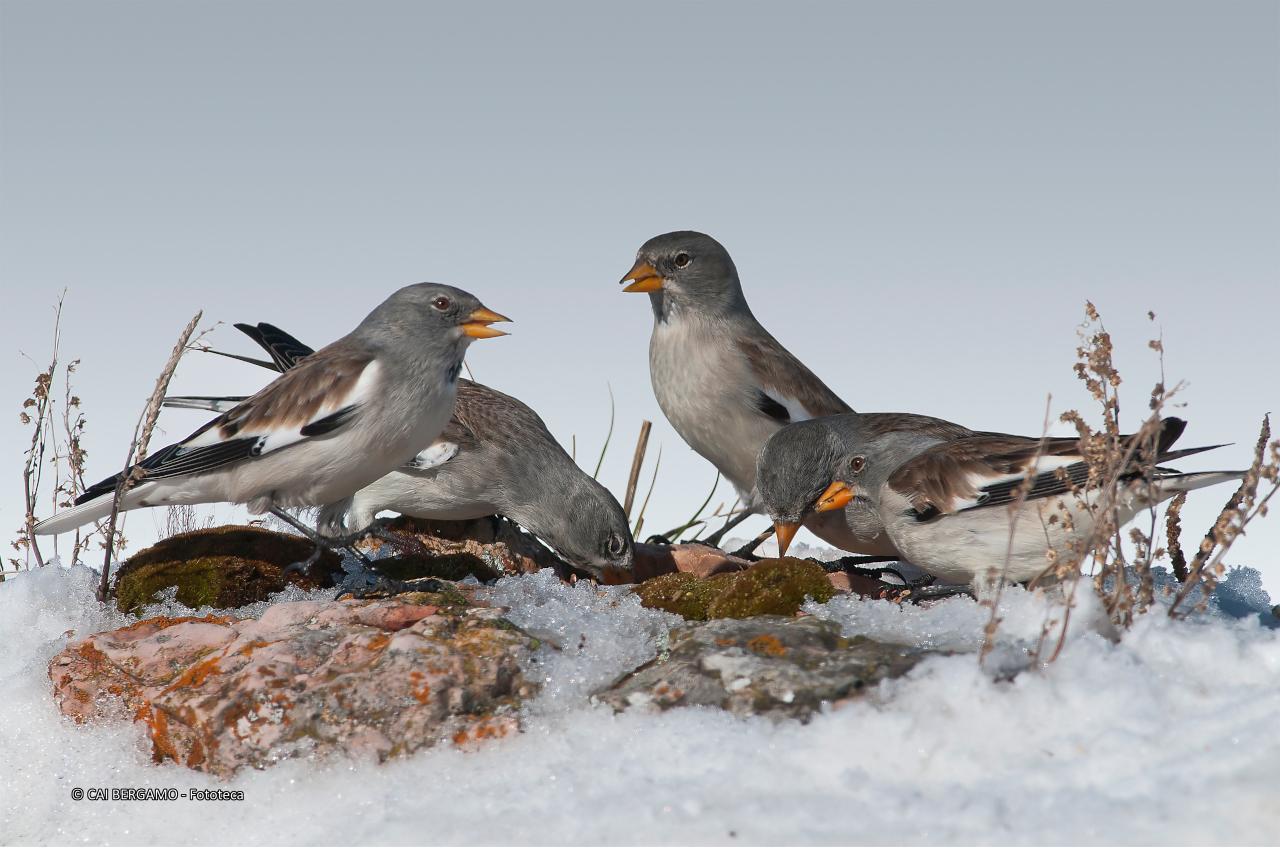 "Fringuelli alpini" - segnalato in "Flora e Fauna" - Un bel gruppo di fringuelli in cerca di cibo su roccia immersa nella neve