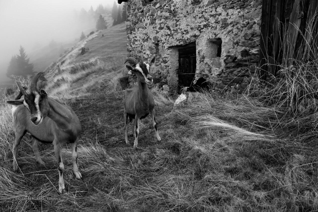 "Le caprette di nonna Maria" - segnalato in "Bianco e Nero" - Capre in alpeggio, sotto lo sguardi di nonna