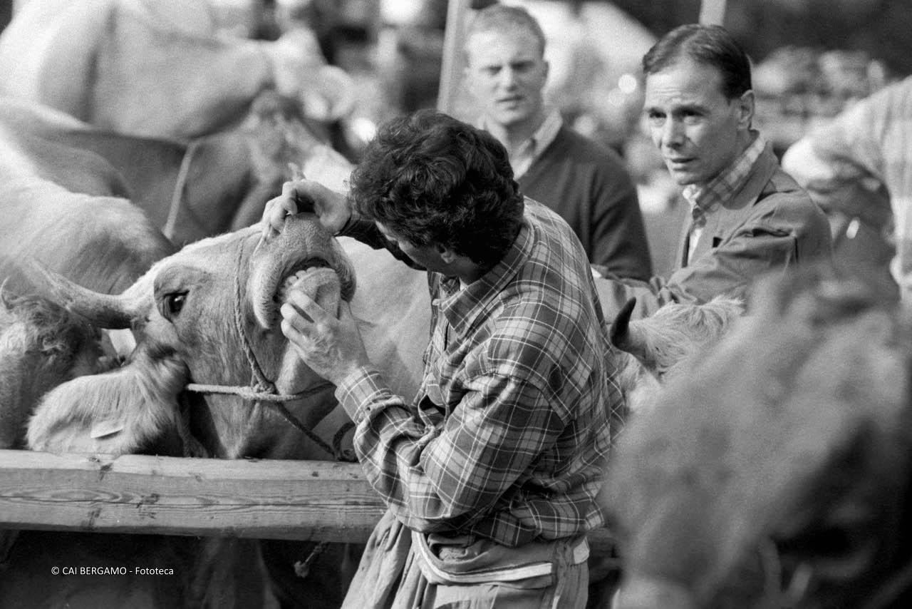 "Taleggio festa del rientro" - segnalato in "Bianco e Nero" - Mostra zootecnica: gara della miglior bruna (mucca)