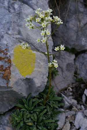 Sentiero dei Fiori: Saxifraga Hostii (Famiglia Saxifragaceae)