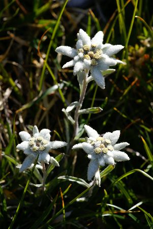 Sent. dei Fiori: Leontopodium alpinum, meglio conosciuta come Stella Alpina o Edelweiss. È sempre...