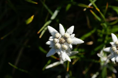 Sent. dei Fiori: Leontopodium alpinum, meglio conosciuta come Stella Alpina o Edelweiss. È sempre...