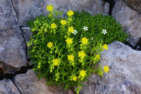 Sentiero dei Fiori: Saxifraga Aizoides (fiore giallo) appartenente alla famiglia delle Saxifragacea
