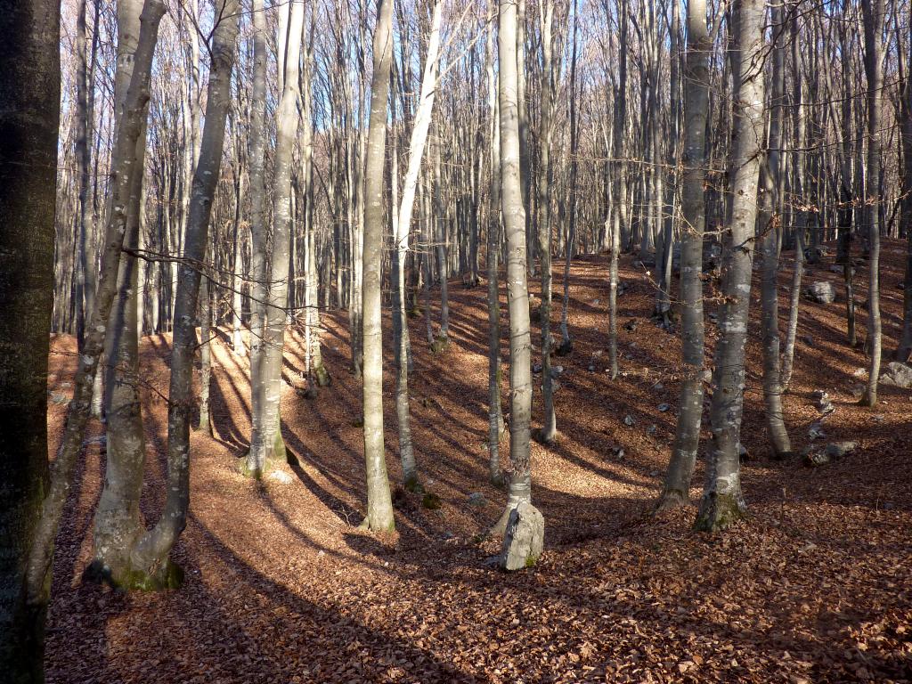 La bella faggeta che il 579A attraversa per condurci a i Tre Faggi.