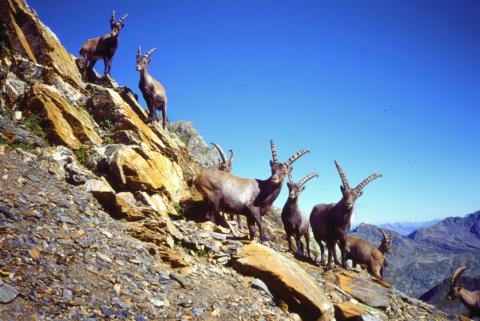 Pizzo 3 Confini 11-08-2012