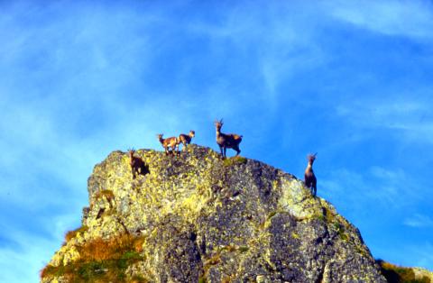Monte Fioraro o Monte Azzarini