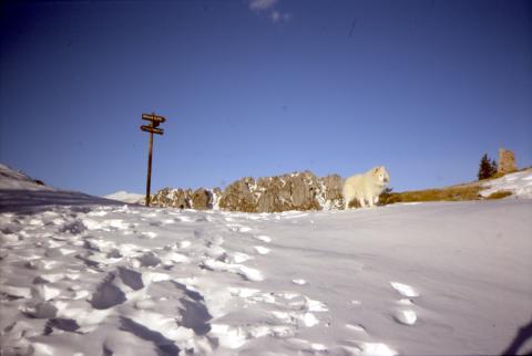 21-01-2012 - Corzene