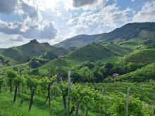 Colline prosecco 