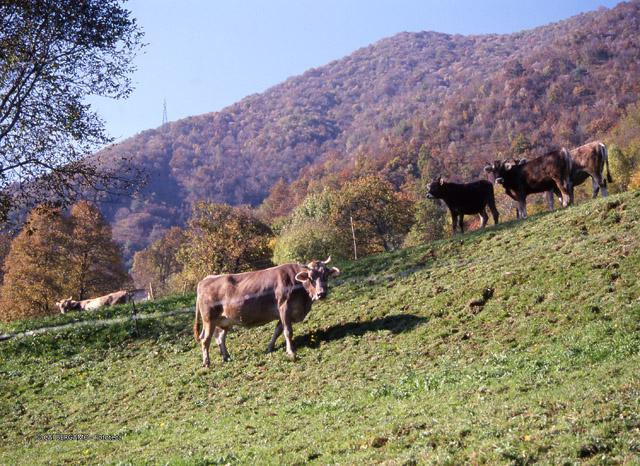 Tour ad Alino (S.Pellegrino Terme)