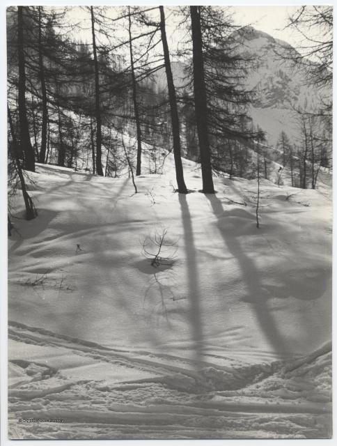 CONTROLUCE NELLA PINETA