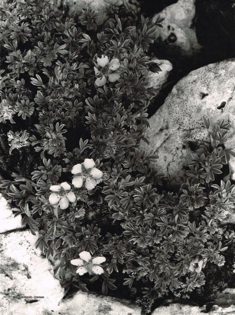 Fiori - Potentilla nitida