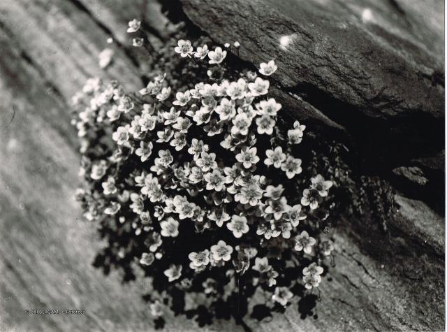 fiore - saxifraga bryoides