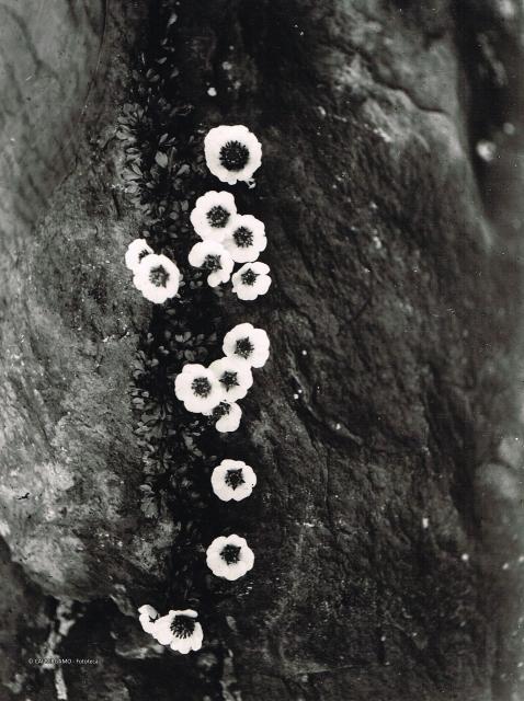 Fiore - Ranuncolo dei Ghiaccia