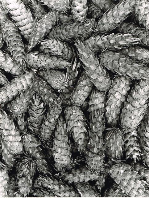 strobilo pseudo-tsuga