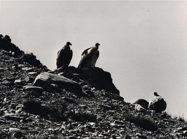 Mostra Himalaya 2000 di Giancelso Agazzi