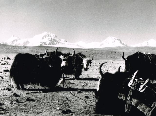 Mostra Himalaya 2000 di Giancelso Agazzi