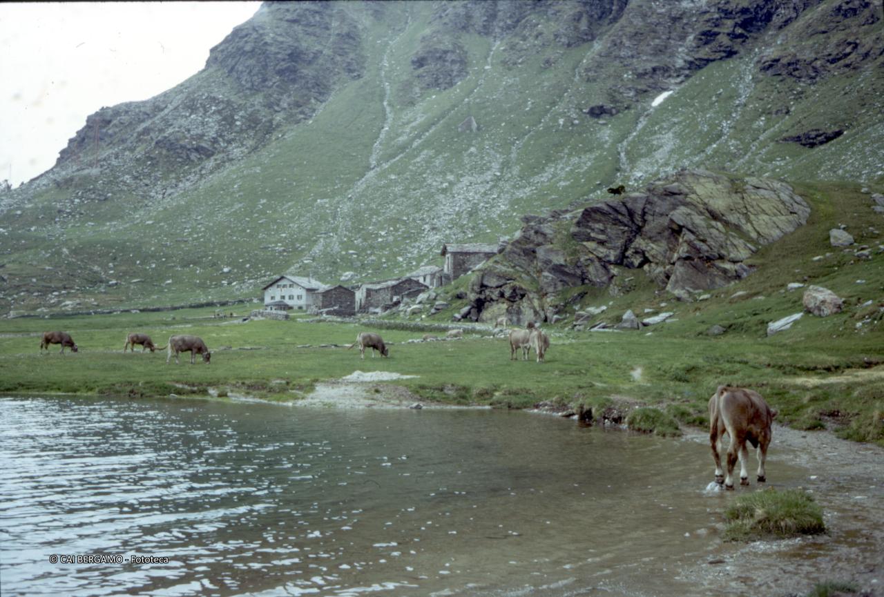 Lago di Angeloga con baite e muche al pascolo