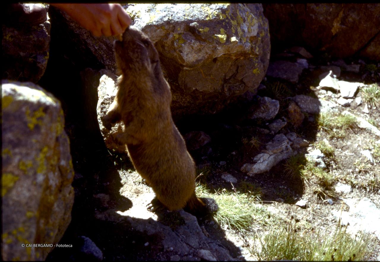 Marmotta imboccata da mano umana (DA NON FARE)