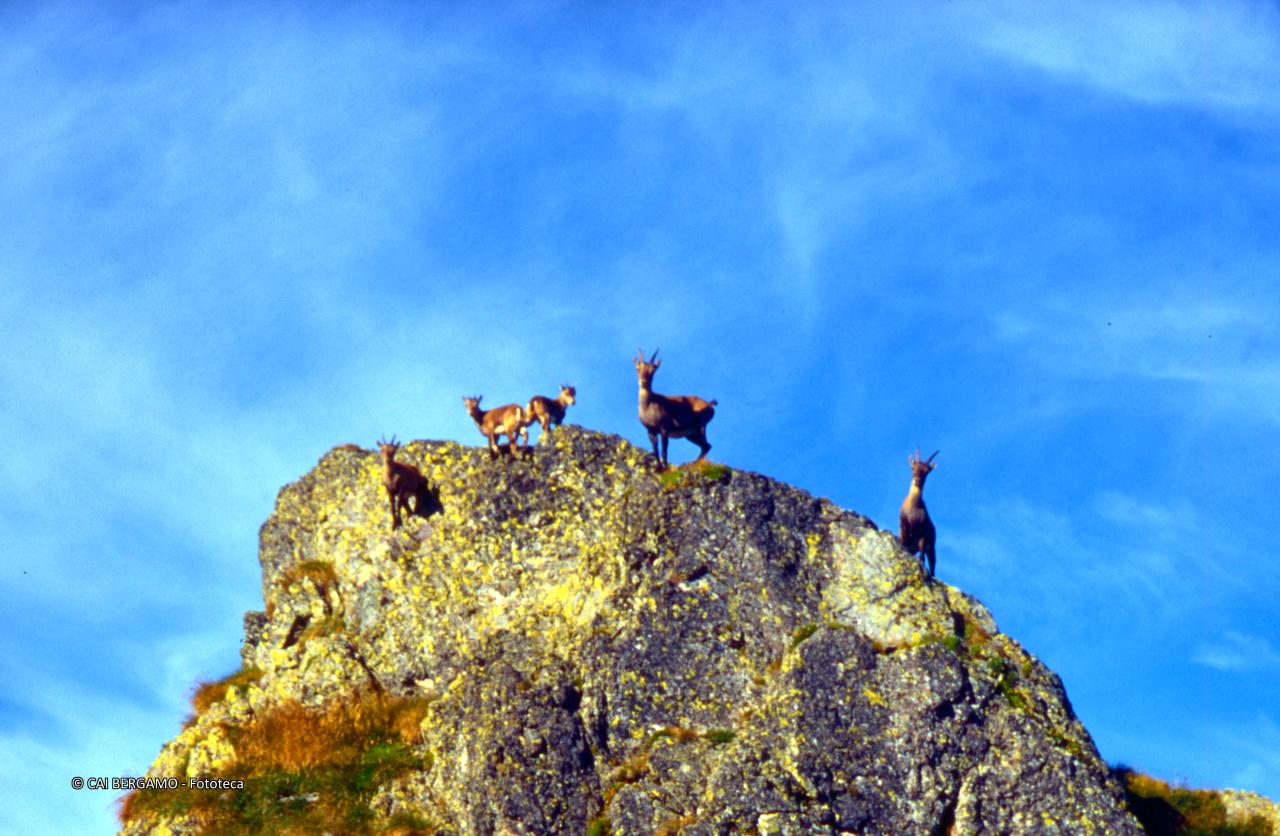 Gruppo di camosci