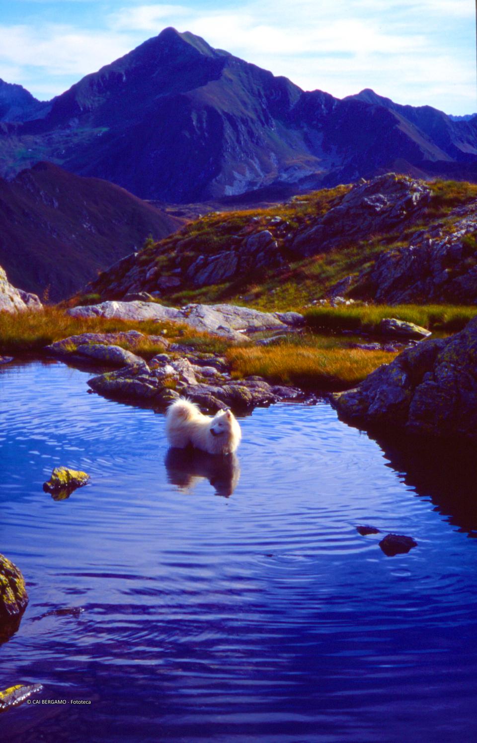 Cane nella pozza e sullo sfondo il Monte Fioraro