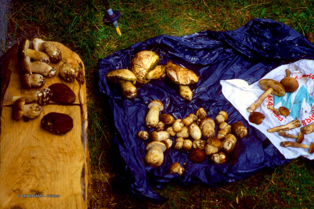 funghi … tanti