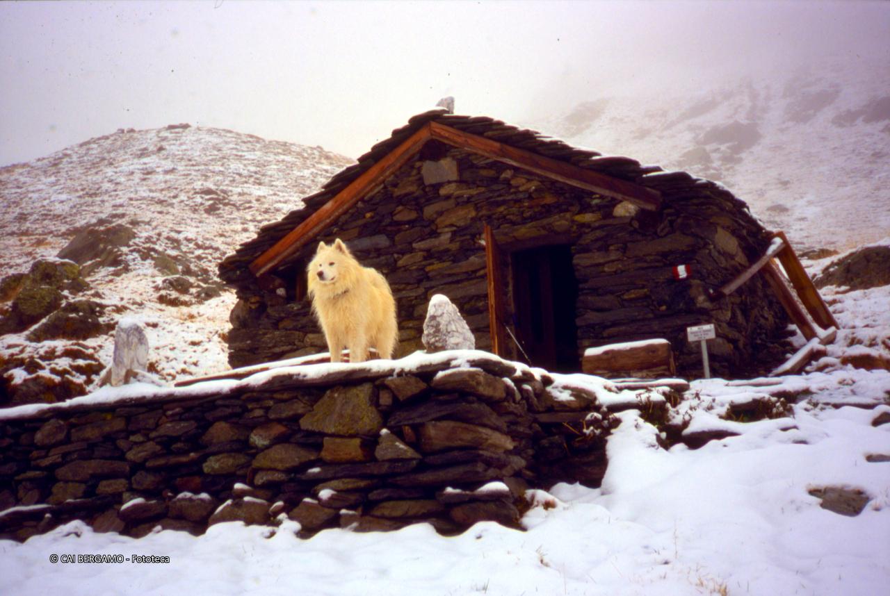Con neve e cane Filo in primo piano