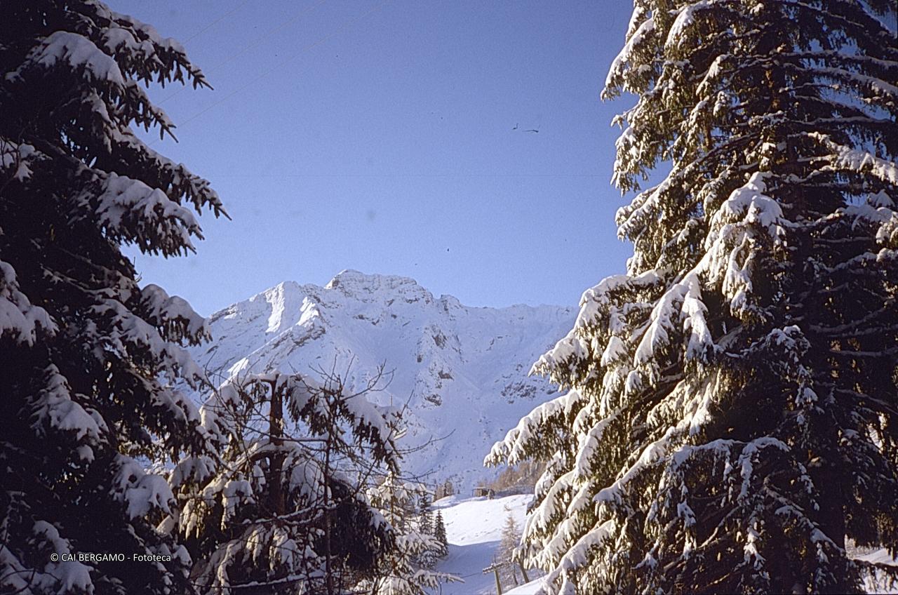 Il Pegherolo ben innevata svettante tra i pini