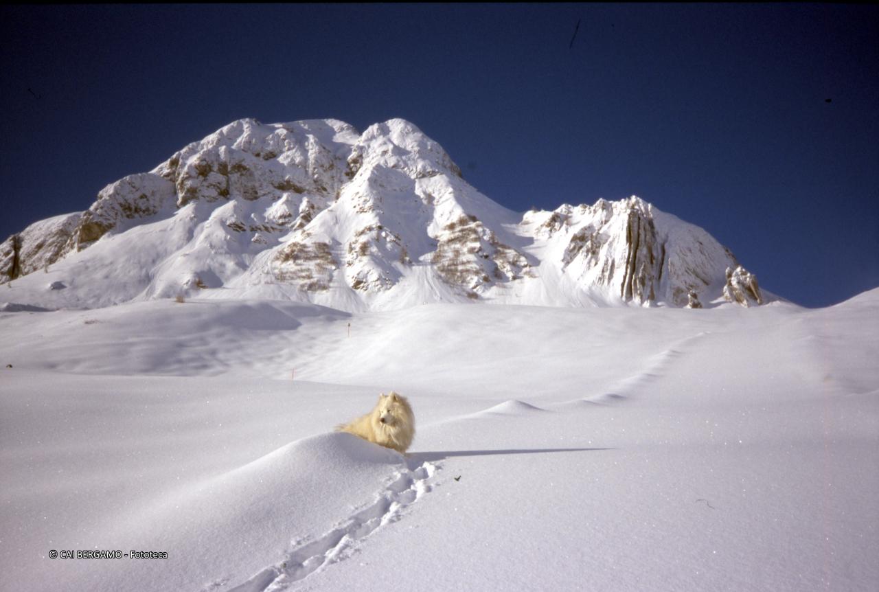 Neve fresca con segni solo del passaggio del cane Filo,  sotto il passo San Simone ed il Monte Cavallo con le "canne d'organo"